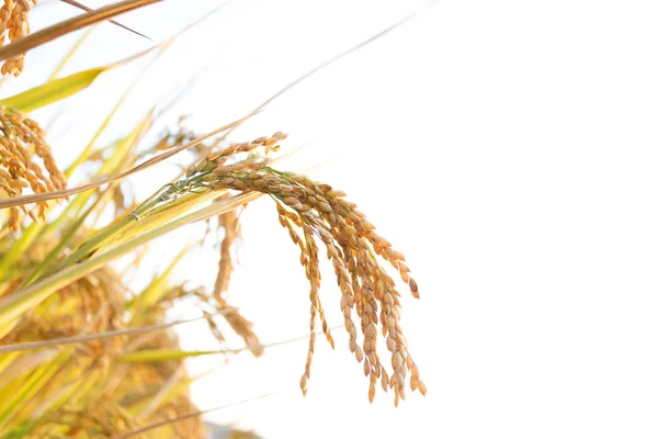 Planta de arroz —  Fotos de Stock