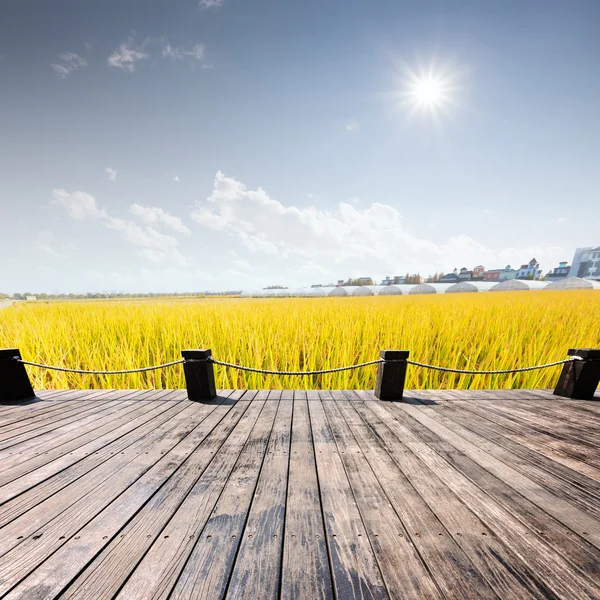 Campo di riso con tavola di legno — Foto Stock