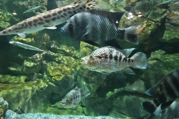 Acquario d'acqua dolce — Foto Stock