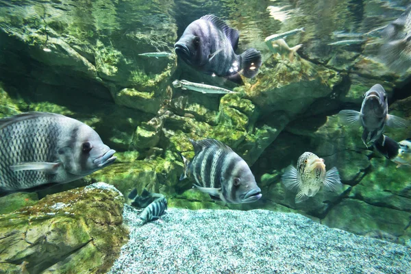 Freshwater aquarium — Stock Photo, Image