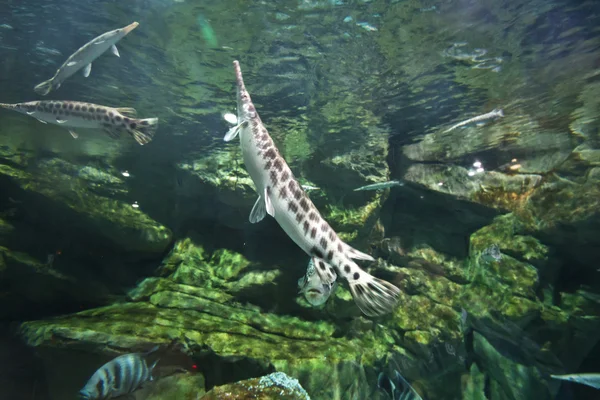 Acuario de agua dulce —  Fotos de Stock