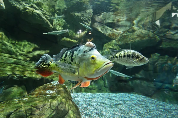 Süßwasseraquarium — Stockfoto