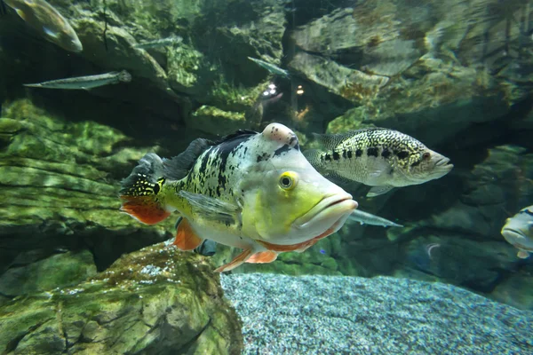 Acquario tropicale d'acqua dolce — Foto Stock