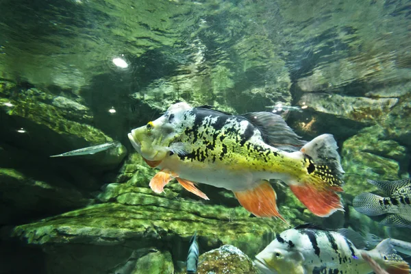 Acuario tropical de agua dulce — Foto de Stock