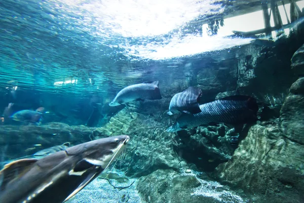 Acquario tropicale d'acqua dolce — Foto Stock