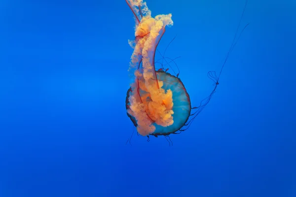 Meduse spettacolari — Foto Stock