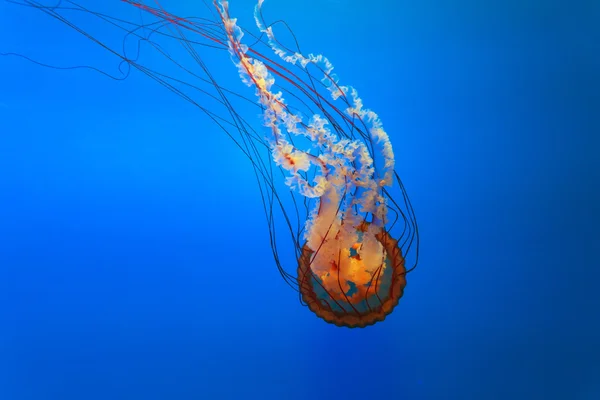 Medusas campana naranja en acuario —  Fotos de Stock