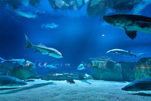 Molti pesci in acquario — Foto Stock