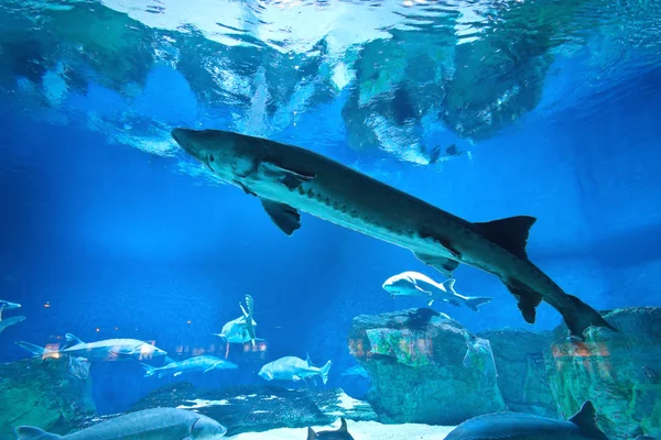 Many fishes in aquarium — Stock Photo, Image