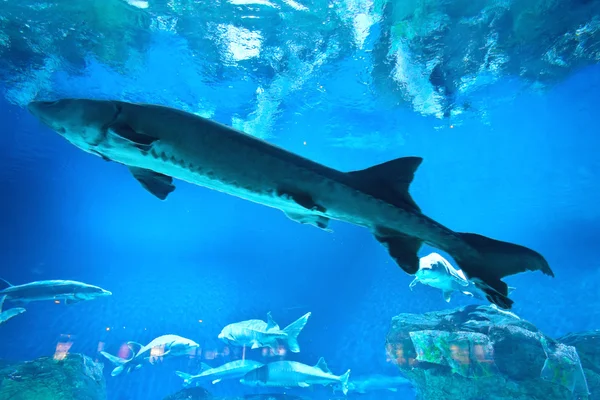 Viele Fische im Aquarium — Stockfoto