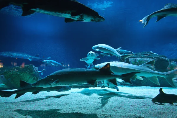 Viele Fische im Aquarium — Stockfoto