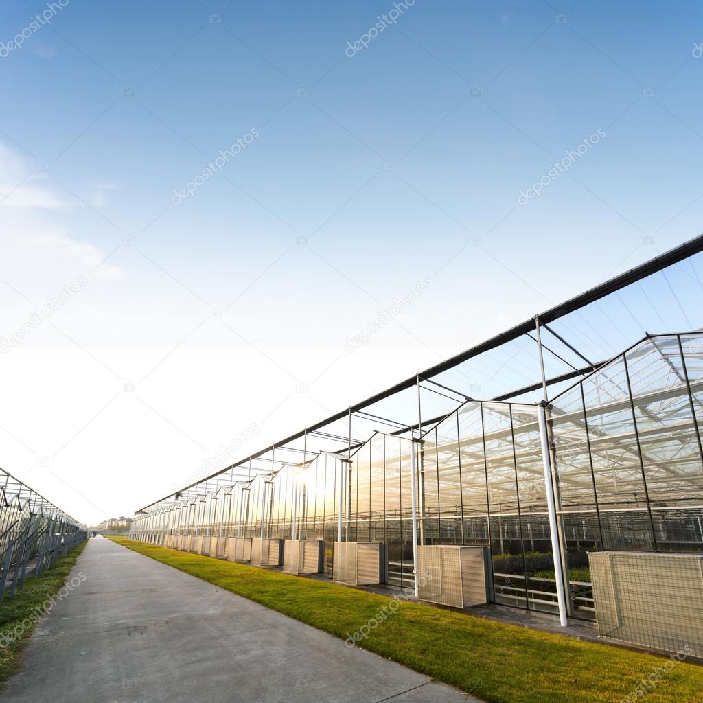 background of a commercial greenhouse