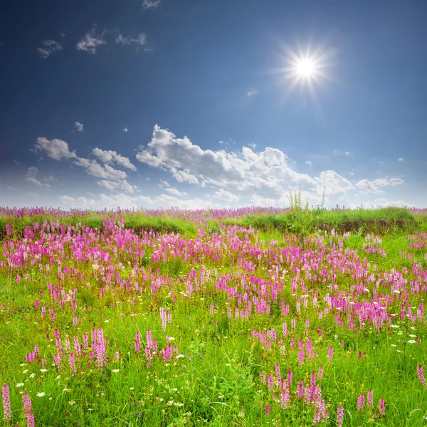 Zelené pole s růžovými květy — Stock fotografie
