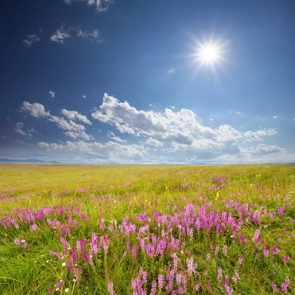 Зелене поле з рожевими польовими квітами — стокове фото
