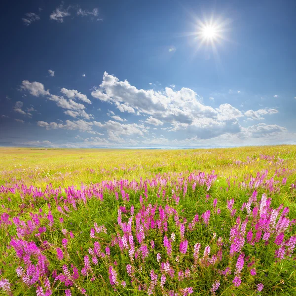 Campo verde con flores silvestres rosadas —  Fotos de Stock