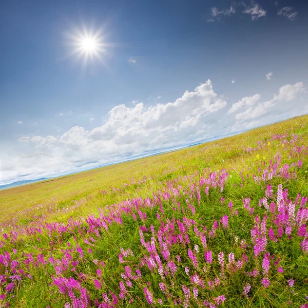 Campo verde com flores silvestres rosa — Fotografia de Stock