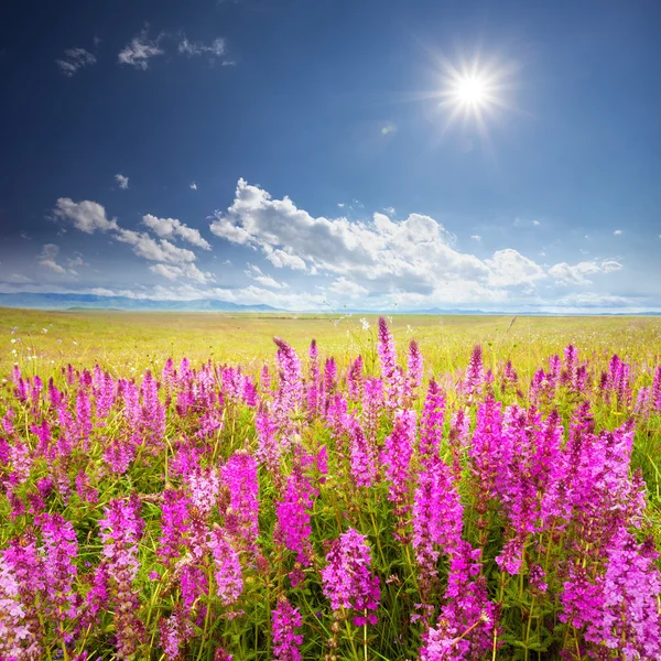 Campo verde com flores silvestres rosa — Fotografia de Stock