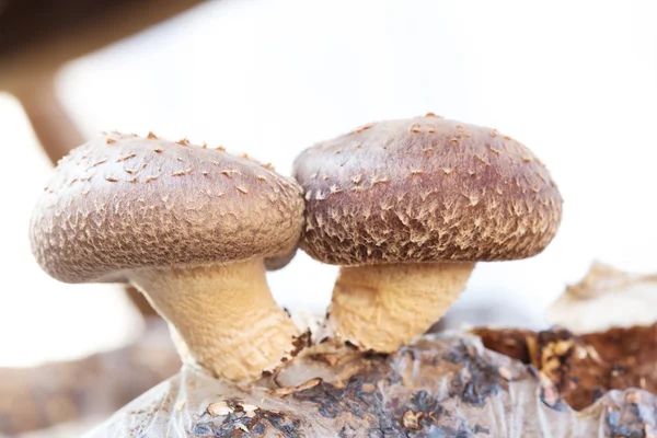 Setas shiitake — Foto de Stock