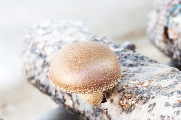 Shiitake mantarları — Stok fotoğraf