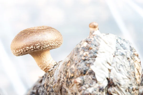 Funghi Shiitake — Foto Stock