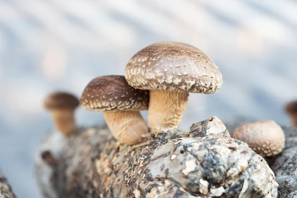 Шиитакские грибы — стоковое фото