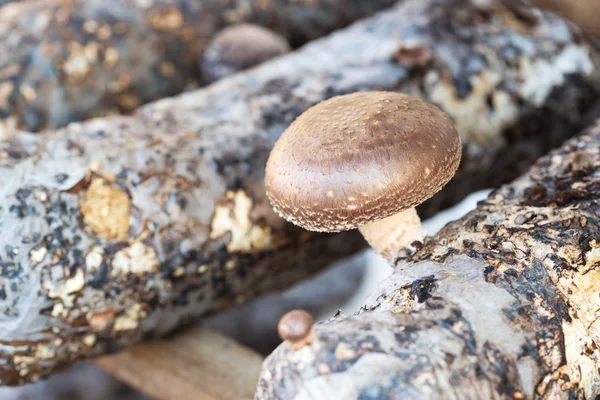 Setas shiitake — Foto de Stock