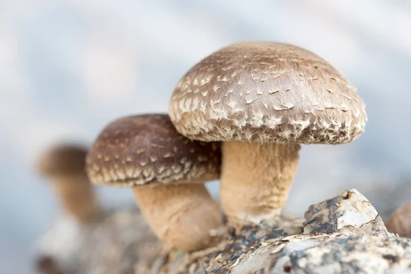 Setas shiitake — Foto de Stock