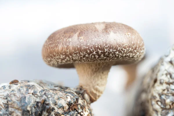 Shiitake mantarları — Stok fotoğraf