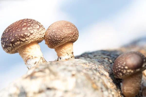 Cogumelos shiitake — Fotografia de Stock