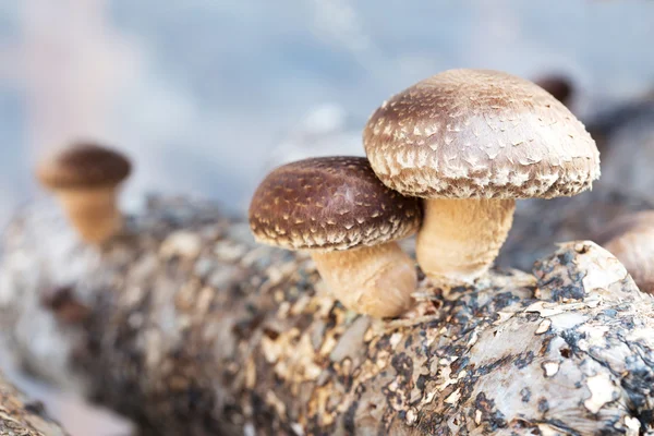 Shiitake champignons — Stockfoto