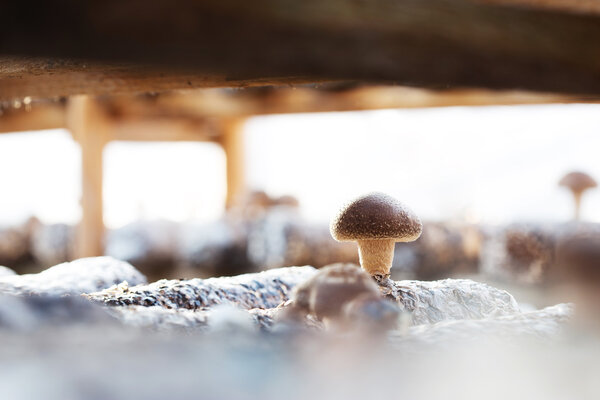 Shiitake mushrooms