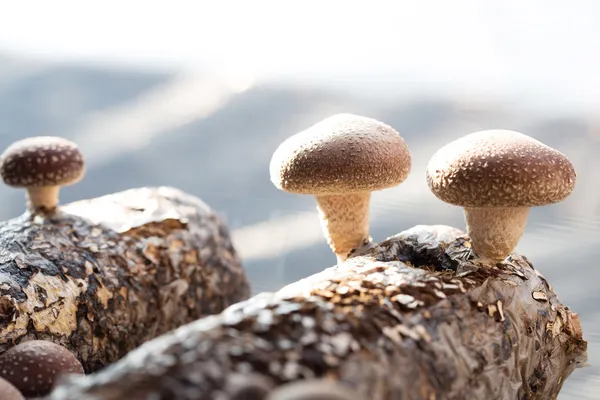 Shiitake paddestoelen groeien op bomen — Stockfoto