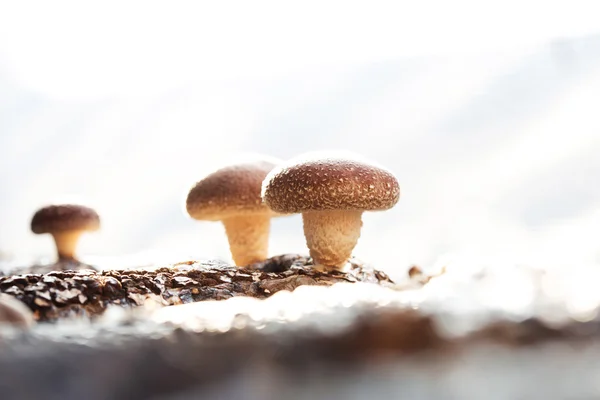 Shiitake paddestoelen groeien op bomen — Stockfoto