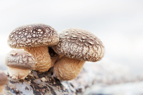 Shiitake mushroom growing on trees