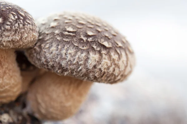 Shiitake mushroom growing on trees — Stock Photo, Image