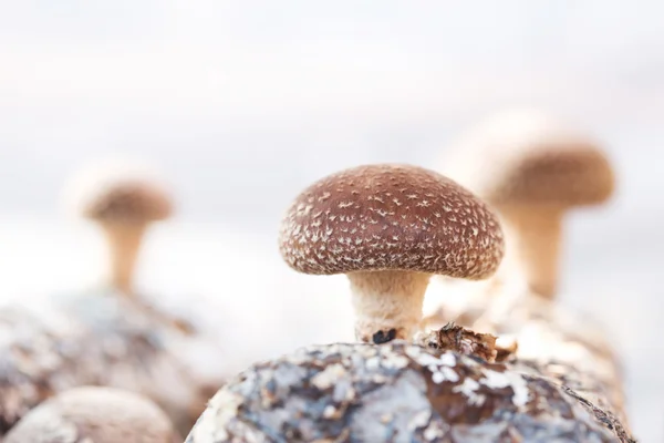 Shiitake paddestoelen groeien op bomen — Stockfoto