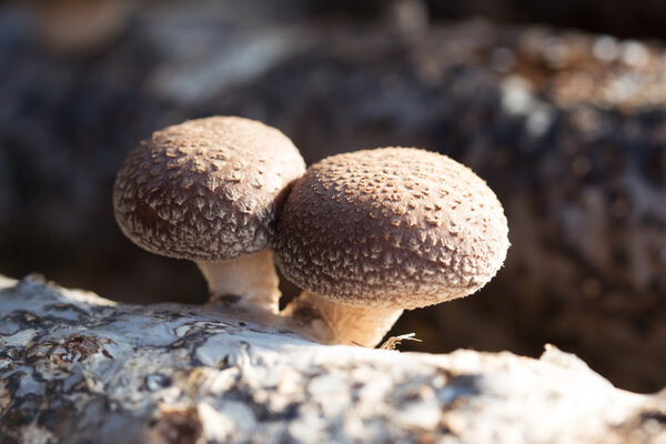 Shiitake mushroom growing on trees