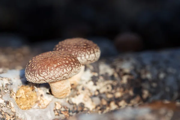 Ağaçta büyüyen shiitake mantar — Stok fotoğraf