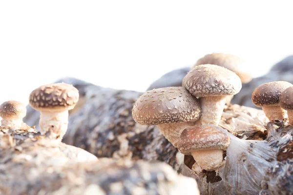 Cogumelo shiitake crescendo em árvores — Fotografia de Stock