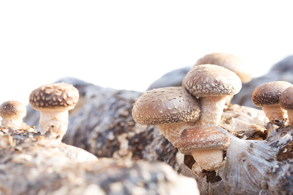 Shiitake mushroom growing on trees