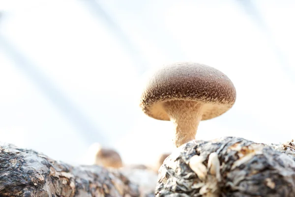 Cogumelo shiitake crescendo em árvores — Fotografia de Stock