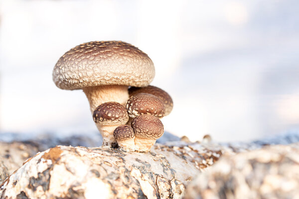 Shiitake mushroom growing on trees