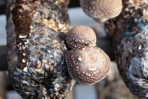 Shiitake mushrooms — Stock Photo, Image