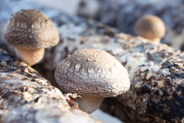 Cogumelos shiitake — Fotografia de Stock