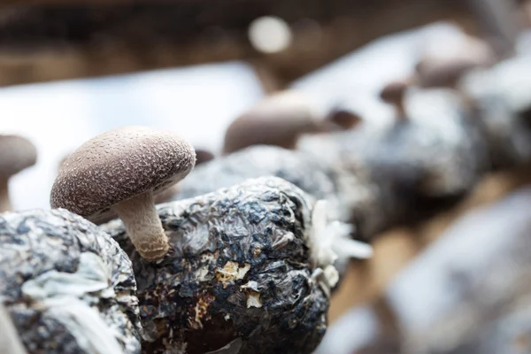 Setas shiitake — Foto de Stock