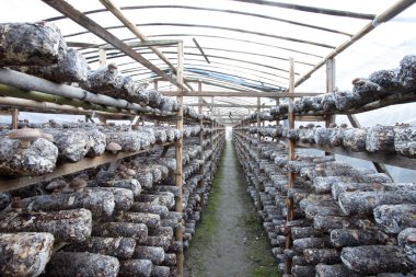 shiitake mantarları