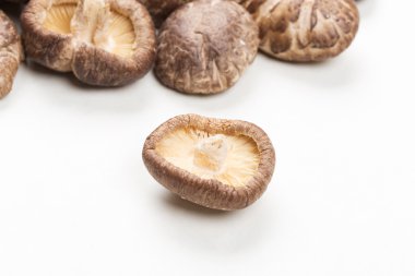 shiitake mantarları