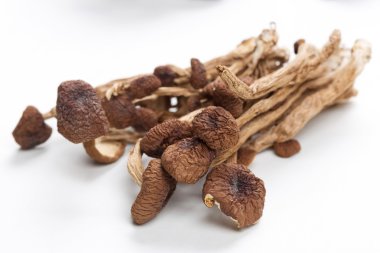 kahverengi çay ağacı mantar