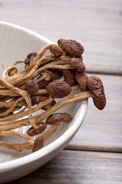 kahverengi çay ağacı mantar