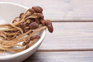kahverengi çay ağacı mantar